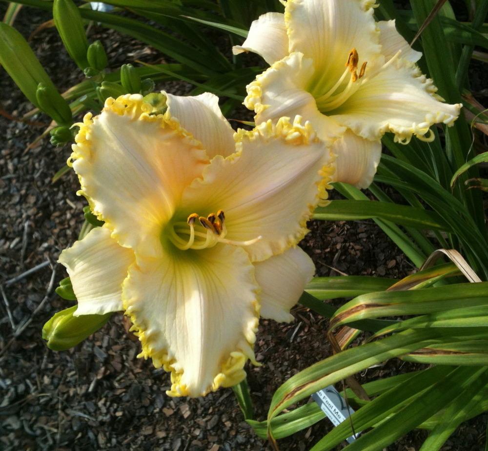 Photo of Daylily (Hemerocallis 'See Me-Feel Me-Touch Me') uploaded by janicewood549