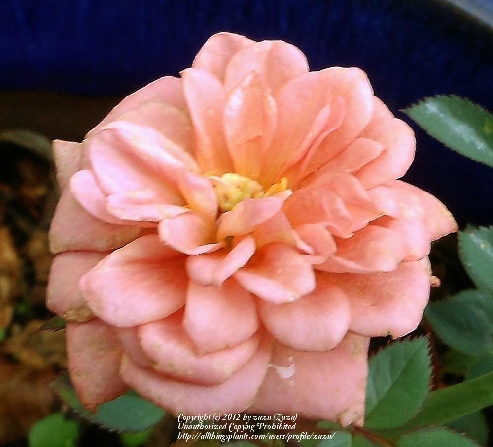 Photo of Rose (Rosa 'Teddy Bear') uploaded by zuzu