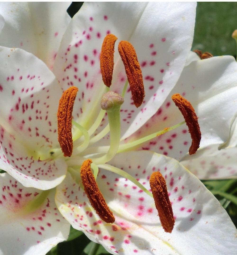 Photo of Oriental Lily (Lilium 'Muscadet') uploaded by Ditchlily