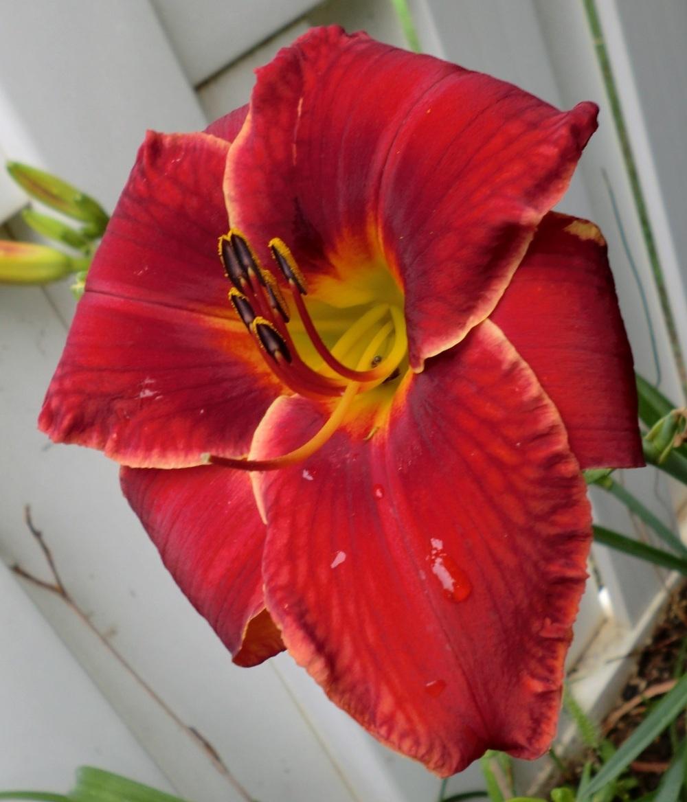 Photo of Daylily (Hemerocallis 'Westbourne Cream of the Crop') uploaded by Ditchlily