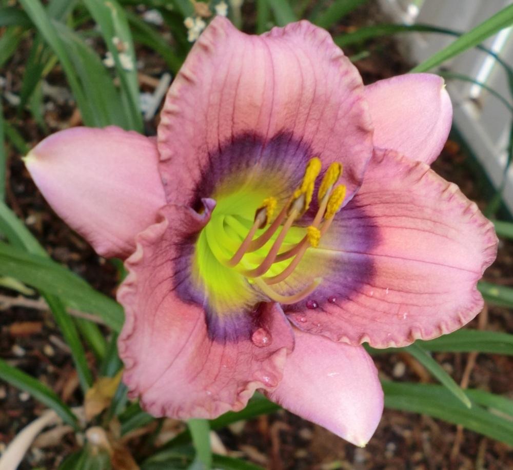 Photo of Daylily (Hemerocallis 'Westbourne So Blue Without Teresa') uploaded by Ditchlily