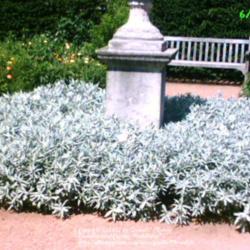 Location: Chicago Botanic Garden, English Walled Garden
Date: 06-15-2005