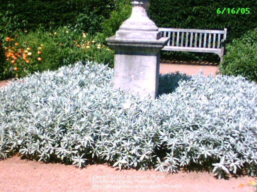 Photo of Wormwood (Artemisia) uploaded by Dryad57
