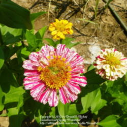 Location: Corydon, Indiana
Date: 2012-06-25
Multiple blooms showing various colors in mix.