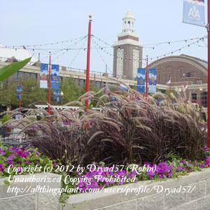 Photo of Purple Fountain Grass (Cenchrus setaceus 'Rubrum') uploaded by Dryad57