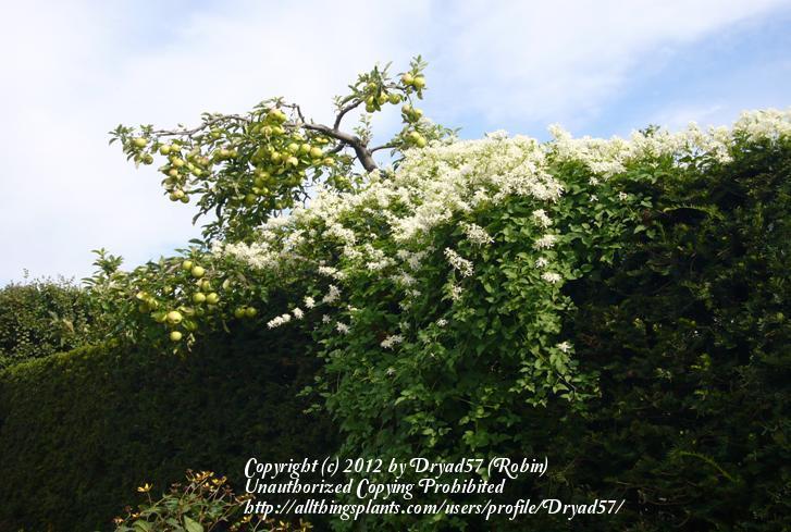 Photo of Sweet Autumn Clematis (Clematis terniflora) uploaded by Dryad57
