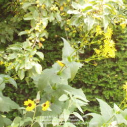Location: Chicago Botanic Garden, English Walled Garden
Date: 08-04-2005