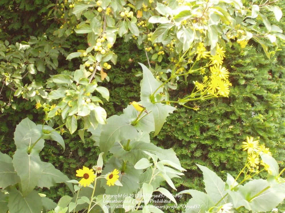 Photo of Cup Plant (Silphium perfoliatum) uploaded by Dryad57
