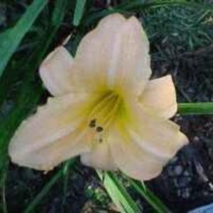 Photo Courtesy of Wrights Daylily Garden. Used with Permission