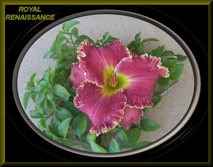 Photo of Daylily (Hemerocallis 'Royal Renaissance') uploaded by Joy