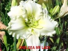 Photo of Daylily (Hemerocallis 'Chelsea My Lady') uploaded by Joy