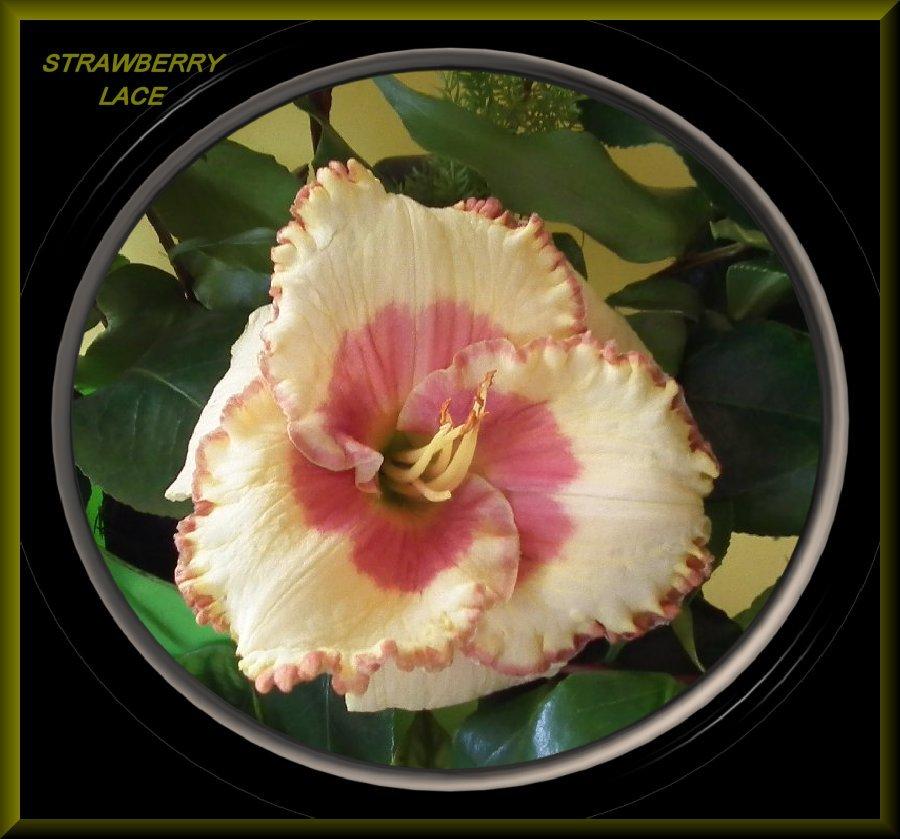 Photo of Daylily (Hemerocallis 'Strawberry Lace') uploaded by Joy