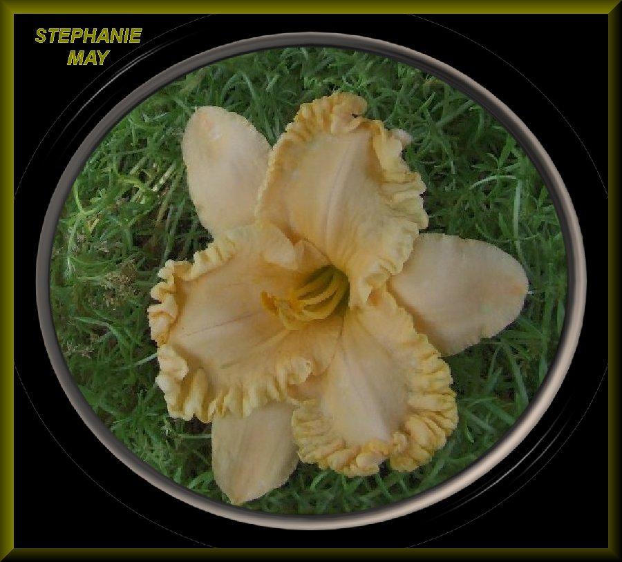Photo of Daylily (Hemerocallis 'Stephanie May') uploaded by Joy