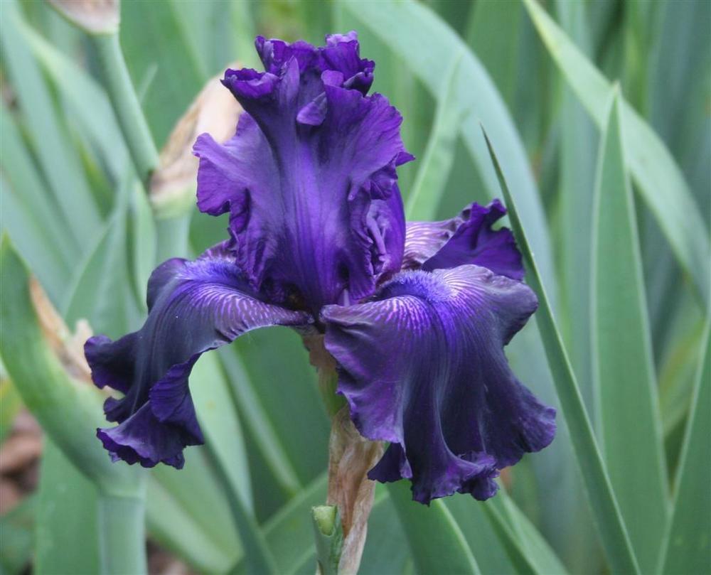 Photo of Tall Bearded Iris (Iris 'Hollywood Nights') uploaded by KentPfeiffer