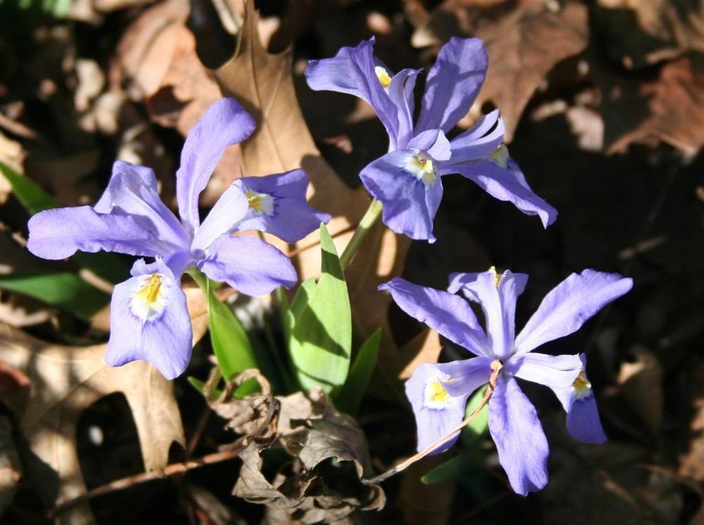 Photo of Species Iris (Iris cristata) uploaded by KentPfeiffer