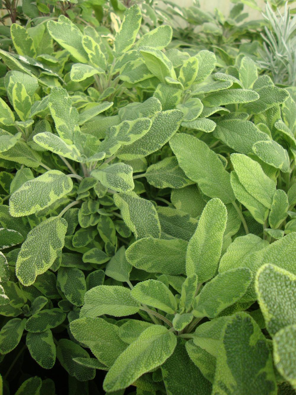 Photo of Variegated Golden Sage (Salvia officinalis 'Icterina') uploaded by Paul2032