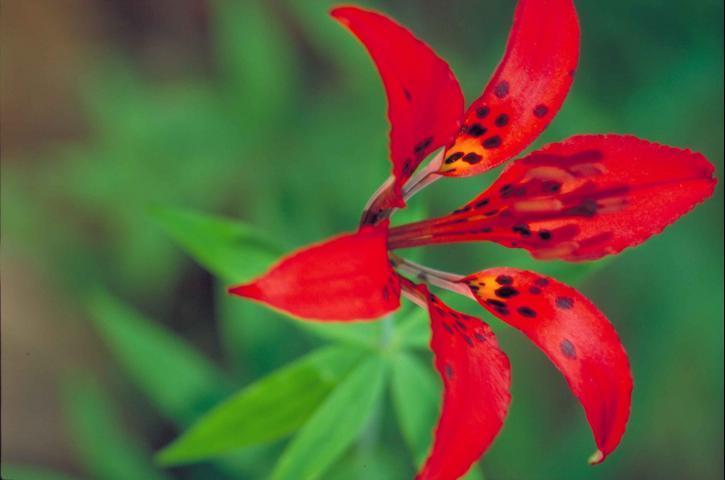 Photo of Wood Lily (Lilium philadelphicum) uploaded by SongofJoy