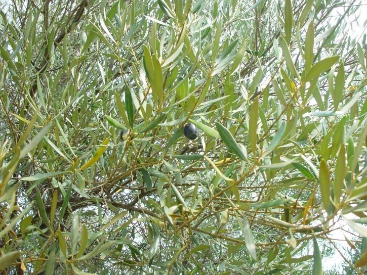 Photo of Olive Tree (Olea europaea) uploaded by SongofJoy