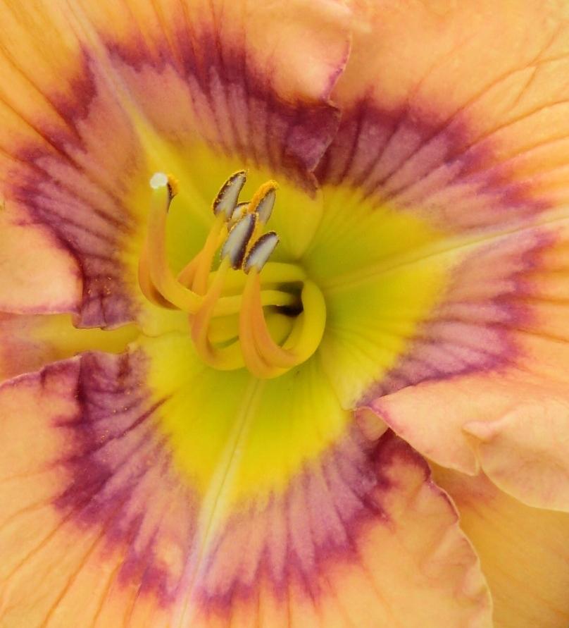Photo of Daylily (Hemerocallis 'Web of Intrigue') uploaded by Ditchlily