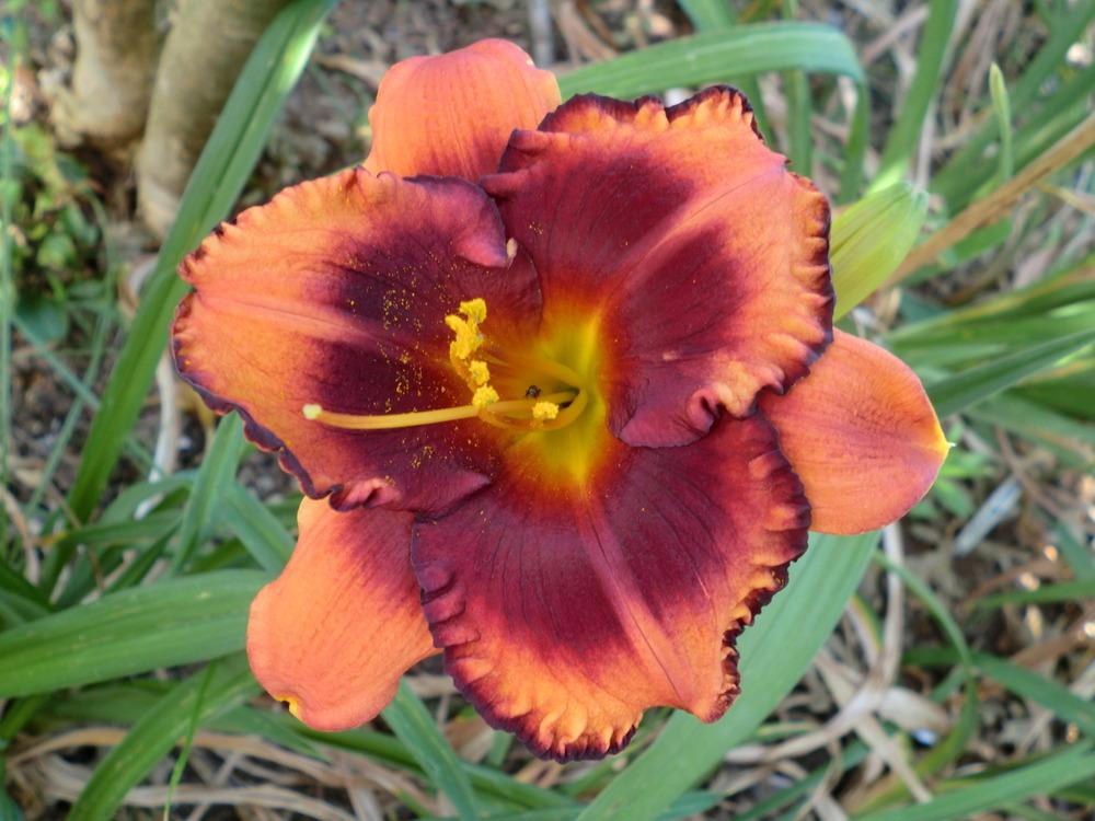 Photo of Daylily (Hemerocallis 'Westbourne Trick or Treat') uploaded by Ditchlily