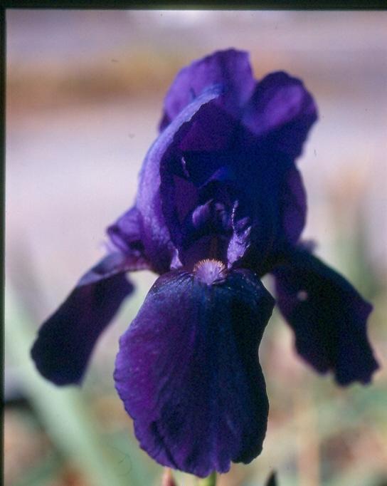 Photo of Intermediate Bearded Iris (Iris 'Black Magic') uploaded by Joy