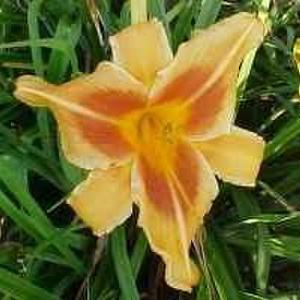 Photo Courtesy of Wrights Daylily Garden. Used with Permission