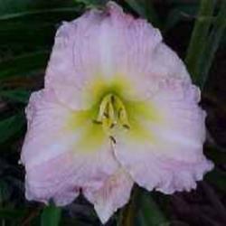 
Photo Courtesy of Wrights Daylily Garden. Used with Permission
