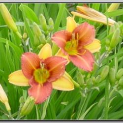 
Photo Courtesy of Red Lane Daylily Gardens. Used with Permission