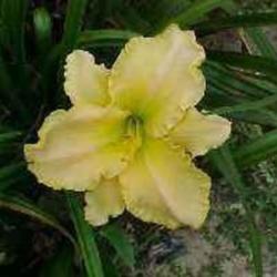 
Photo Courtesy of Wrights Daylily Garden. Used with Permission