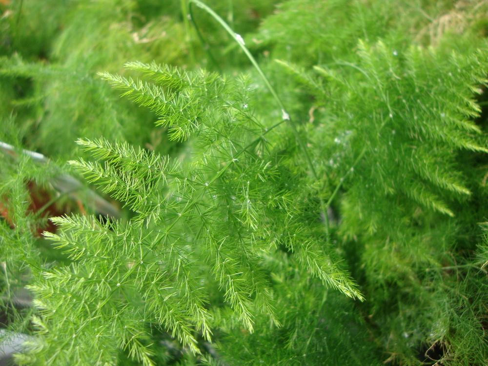Photo of Asparagus Fern (Asparagus setaceus) uploaded by Paul2032