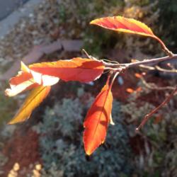 Location: Denver Metro CO
Date: 2012-11-06
Fall leaf color