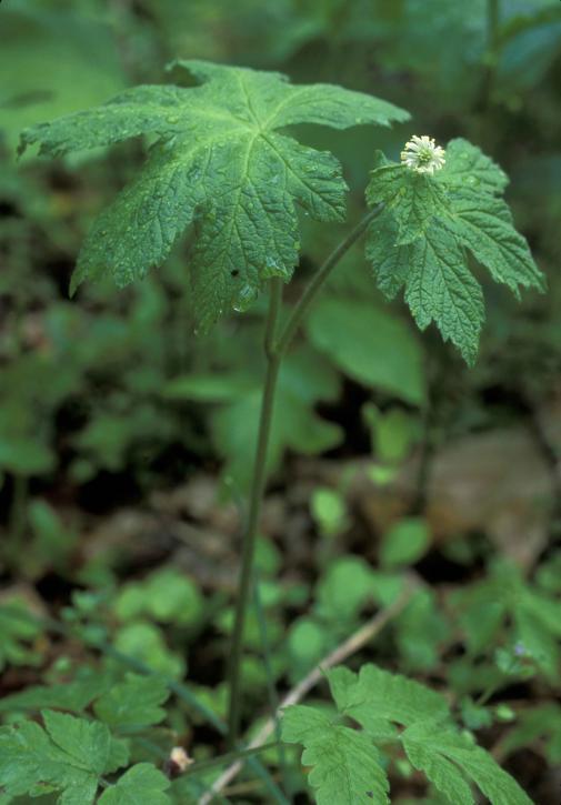 Photo of Goldenseal (Hydrastis canadensis) uploaded by SongofJoy