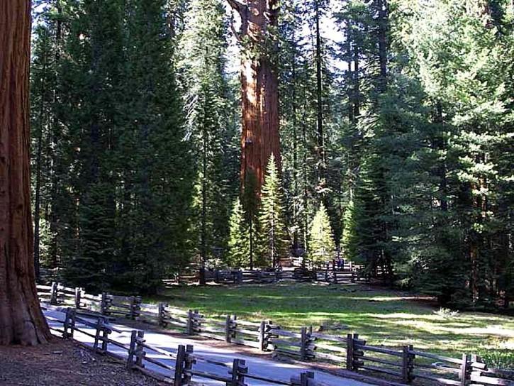 Photo of Redwood (Sequoia sempervirens) uploaded by SongofJoy