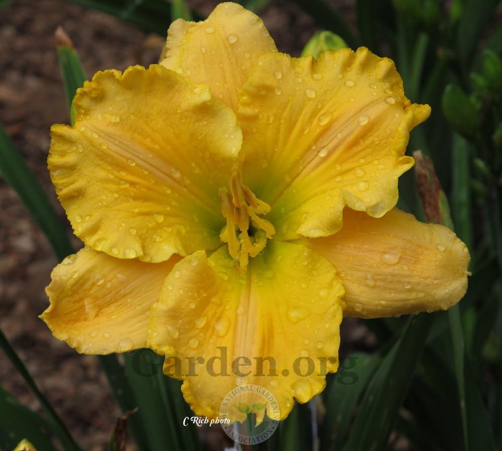 Photo of Daylily (Hemerocallis 'Empire Queen') uploaded by Char
