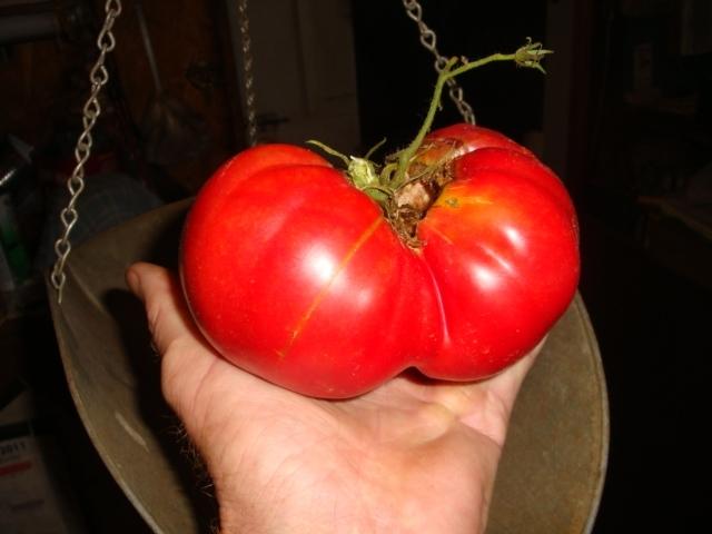 Photo of Tomato (Solanum lycopersicum 'Granny Cantrell's German Red') uploaded by Horseshoe