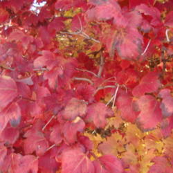 
Date: 2012-11-06
Fall color