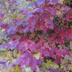 
Date: 2012-11-06
Fall color