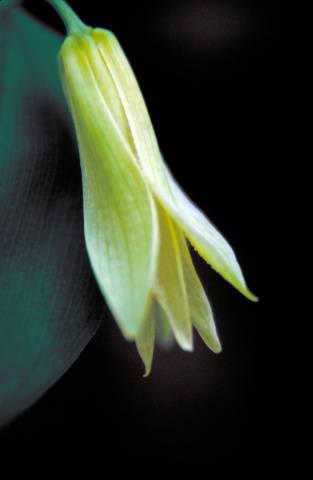 Photo of Merrybells (Uvularia sessilifolia) uploaded by SongofJoy