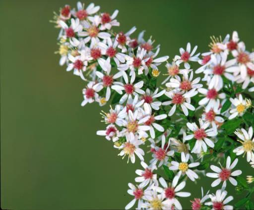 Photo of Calico Aster (Symphyotrichum lateriflorum) uploaded by SongofJoy