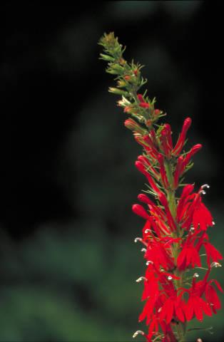 Photo of Cardinal Flower (Lobelia cardinalis) uploaded by SongofJoy