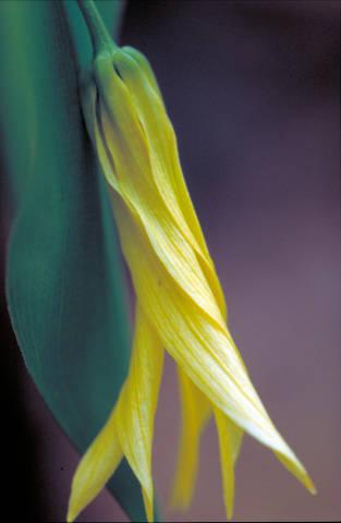 Photo of Large-flowered Bellwort (Uvularia grandiflora) uploaded by SongofJoy