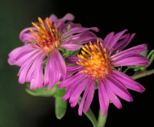 Photo of Silky Aster (Symphyotrichum sericeum) uploaded by SongofJoy
