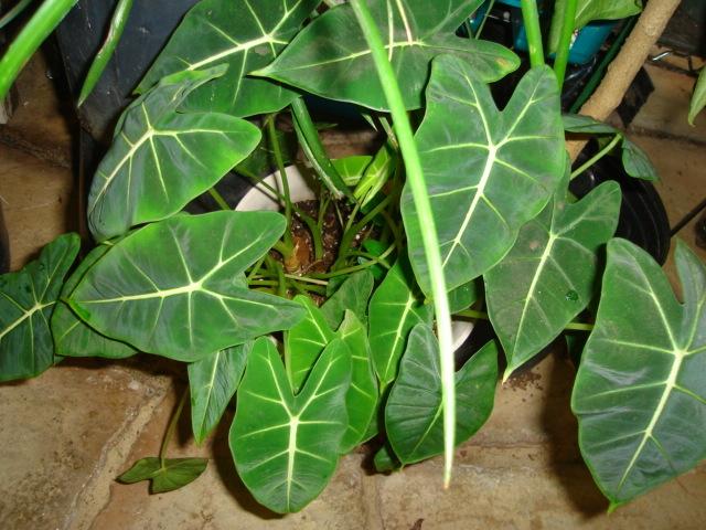 Photo of African Mask (Alocasia micholitziana) uploaded by louise