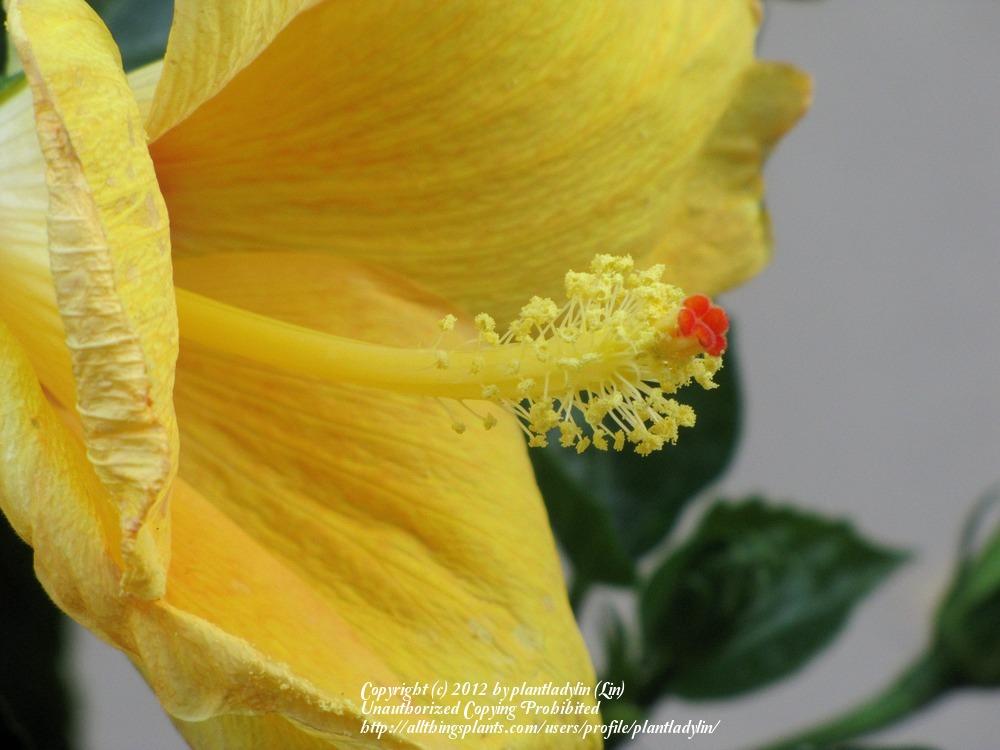 Photo of Tropical Hibiscus (Hibiscus rosa-sinensis 'Fort Myers Yellow') uploaded by plantladylin