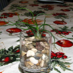 Location: San Joaquin county - at home - indoors
Date: 2012-11-03
tillandsia on the rocks