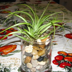 Location: San Joaquin County - at home - indoors
Date: 2012-11-03
tillandsia on the rocks