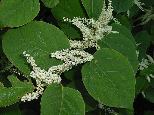 Photo of Japanese Knotweed (Reynoutria japonica) uploaded by Calif_Sue