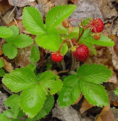 Photo of Alpine Strawberry (Fragaria vesca) uploaded by Calif_Sue