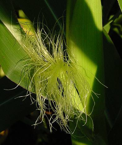 Photo of Corn (Zea mays subsp. mays) uploaded by Calif_Sue