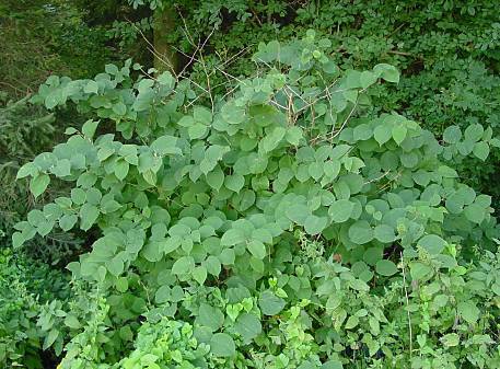 Photo of Japanese Knotweed (Reynoutria japonica) uploaded by Calif_Sue